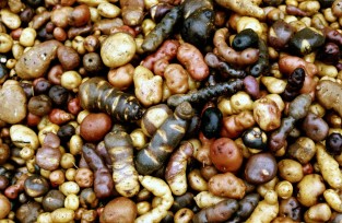 Tubers of farmer varieties from Peru
