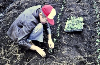 Jim Bryan planting single node cuttings in the field.