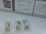 Cassava samples in vitro.
