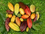 Cacao_diversity-AllanMata-Wilbert Phillips